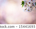 櫻花 15441693