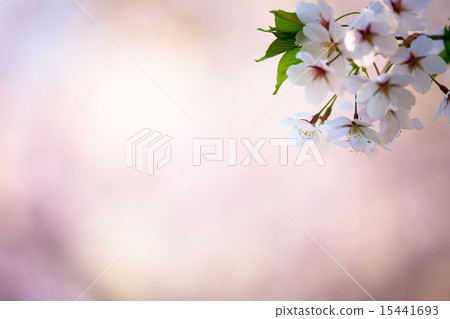 櫻花 櫻花 15441693