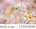櫻花 15441694