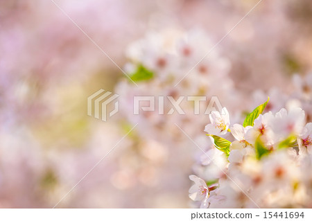 櫻花 15441694