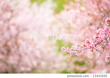 櫻花 櫻花 15441695