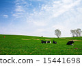 放牧一個陽光明媚的小山和一頭牛 15441698