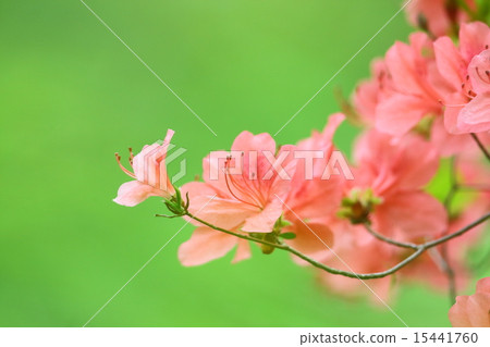 Azalea Azalea 15441760