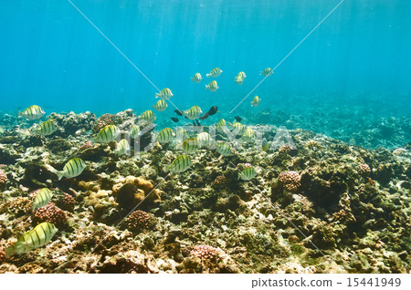 Coral reef and fish 15441949