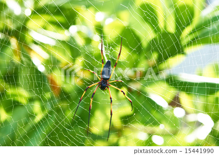 Giant wood spider - Nephila maculata / pilipes Giant wood spider - Nephila maculata / pilipes 15441990