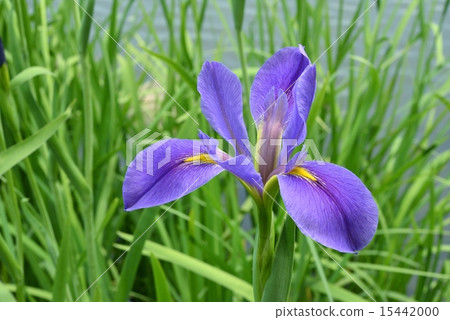 Crunchy Crunchy 15442000