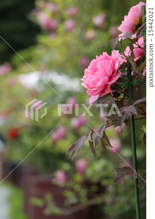 長澤寺的牡丹（像Takuji） 15442021