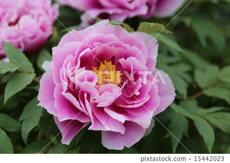 長澤寺的牡丹（像Takuji） 15442023