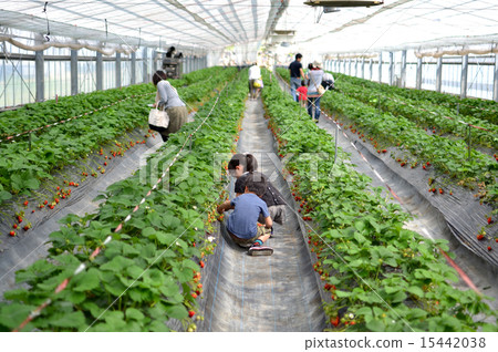 草莓採摘 15442038