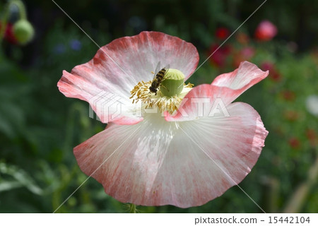 Poppy Poppy 15442104