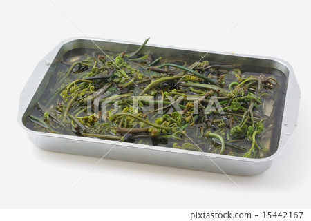 蕨菜的收穫 15442167