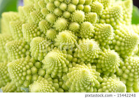 Romanesco 15442248
