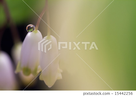 Lavau和水滴 Lavau和水滴 15442256