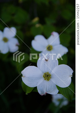 dogwood 15442257