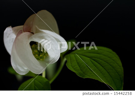 dogwood dogwood 15442258