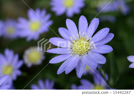 Blue Daisy 15442267