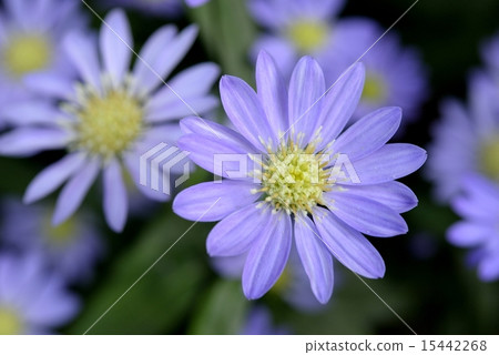 Blue Daisy 15442268