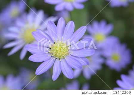 Blue Daisy 15442269