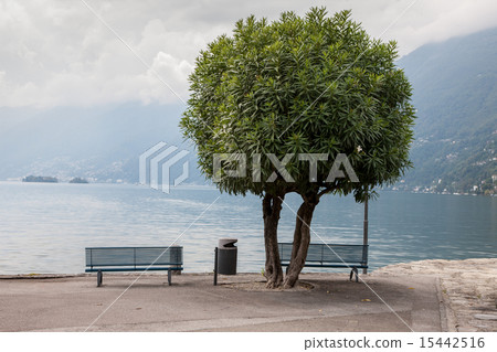 Two lonely benches overlooking the lake Maggiore 15442516