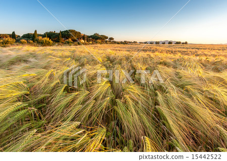Young wheat growing in green farm field under blue sky Young wheat growing in green farm field under blue sky 15442522