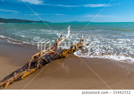 Snag on a beach Snag on a beach 15442552