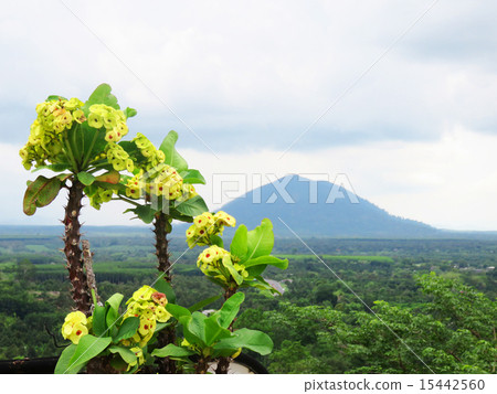 Flowers and mountains and sky / spectacular scenery 15442560