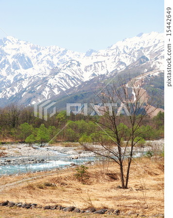 Spring Hakuba mountain foot 15442649