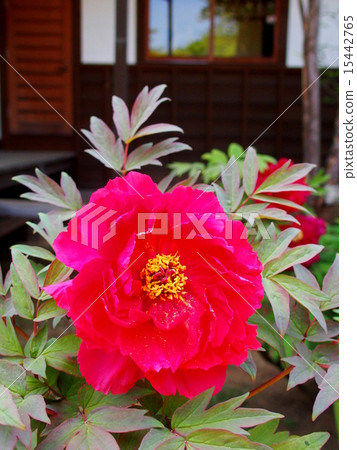 Buddha's Peony Buddha's Peony 15442765