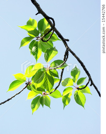 Cherry blossom 15442766