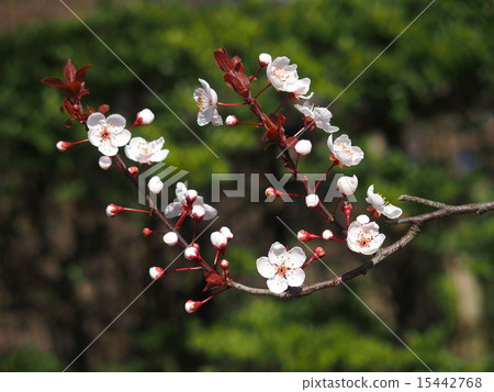 Akabazakura 15442768