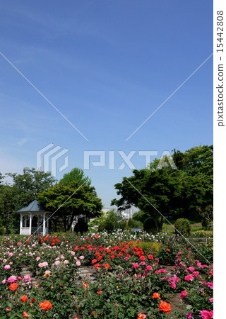 您可以看到港口的小山公園的玫瑰園 15442808