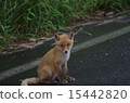 野生赤狐狐狸等待食物 15442820