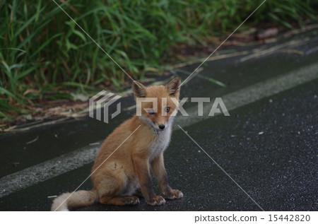 野生赤狐狐狸等待食物 15442820