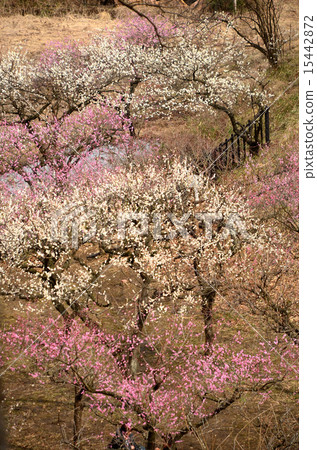 Plum forest 15442872