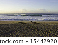 Sea turtle returning to the sea 15442920