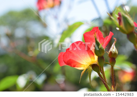 Rose cocktail 15442983