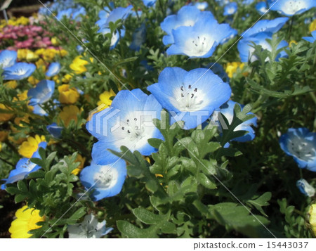 Nemophila的藍色花似乎是嬰兒的笑容 Nemophila的藍色花似乎是嬰兒的笑容 15443037