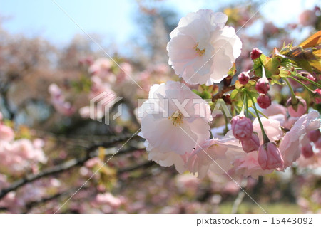 單葉 單葉 15443092