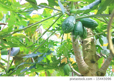 Papaya Papaya 15443096