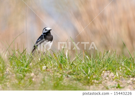 wagtail 15443226