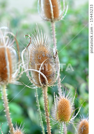 Teasel 15443233