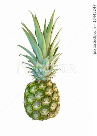 pineapple pineapple 15443247