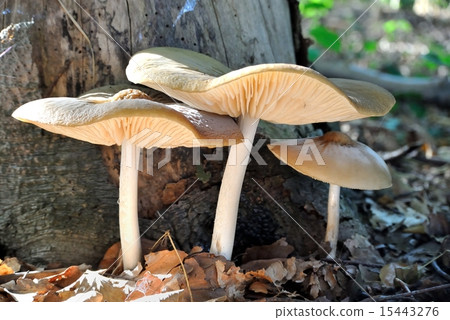 Mushrooms on tree stump Mushrooms on tree stump 15443276