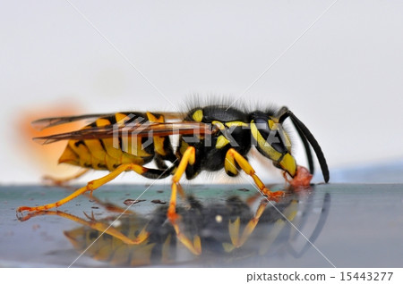 Wasp macro Wasp macro 15443277