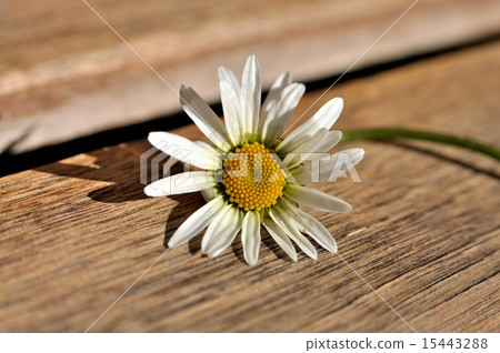 Marguerite on a wooden bench 15443288