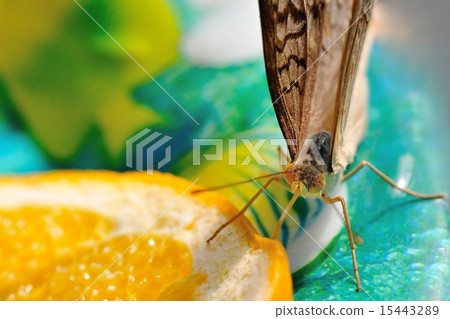 butterfly butterfly 15443289