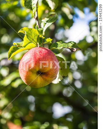 ripe apple ripe apple 15443299