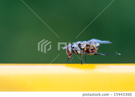 Fly Fly 15443300