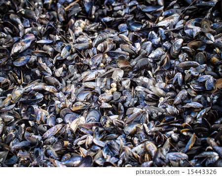 mussels mussels 15443326