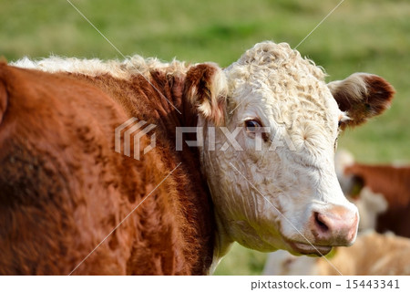 Happy Cow Happy Cow 15443341